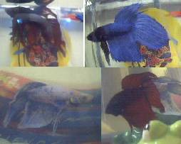 Bunny The Fish, Bunny The Fish II, Tony, Frankie
