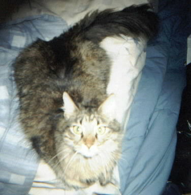 Miss Kitti